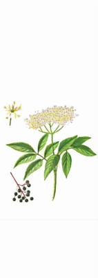 Bezinkový sirup 2013